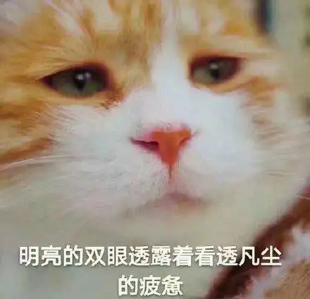 大一女生废话编程爆火!懂不懂编程的看完都拴Q了